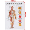 Meridian Acupuncture Points Map Chinese and English Chart (7Posters) - Dream Morocco