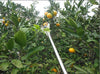 Garden Tools Fruit Picker - Dream Morocco