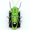 Solar Grasshopper - Dream Morocco